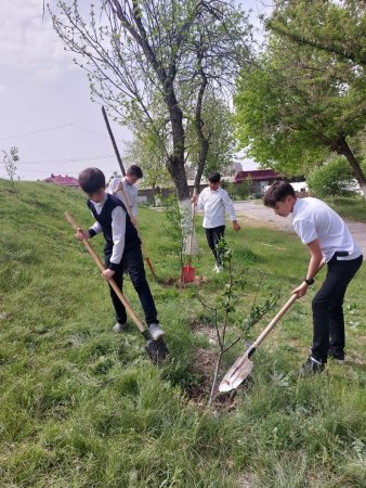 Ағаштардың түптерін босату және тазалық жұмыстары